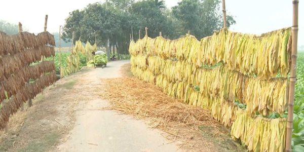 যেসব কারণে তামাক চাষ থেকে ফেরানো যাচ্ছে না কৃষকদের